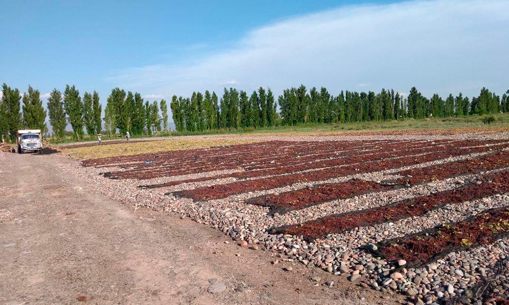 Secado Natural al Sol